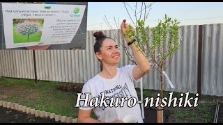 Ива Hakuro-nishiki в наш сад) Willow Hakuro-nishiki in our garden