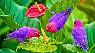 Soft Piano with Bird Sounds 🍃 Calm Morning Ambience for Focus, Reading & Relaxation screenshot 4