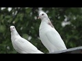 Мраморные шейки Рахмана,голуби линии Октая !!    Продолжение ....#pigeons#МИРБОЙНЫХГОЛУБЕЙ#