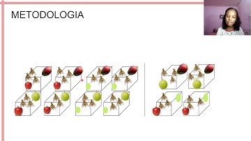 Fêmeas de A.fraterculus conseguem distinguir hospedeiros de acordo com a qualidade?