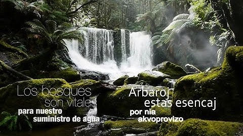 Internacia Tago de Arbaroj 2016