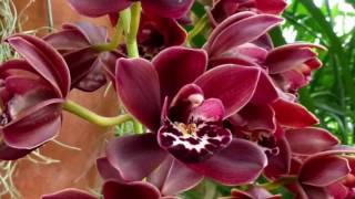 : .    . Cymbidium Ruby Pendant.   eBay .