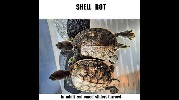 Shell rot in adult red-eared sliders