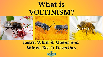 WHAT IS VOLTINISM and What Does It Mean for Mason and Leafcutter Bees?