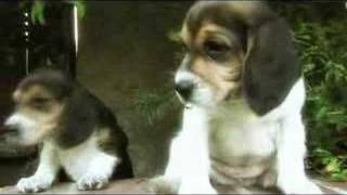 The Power Of Puppies