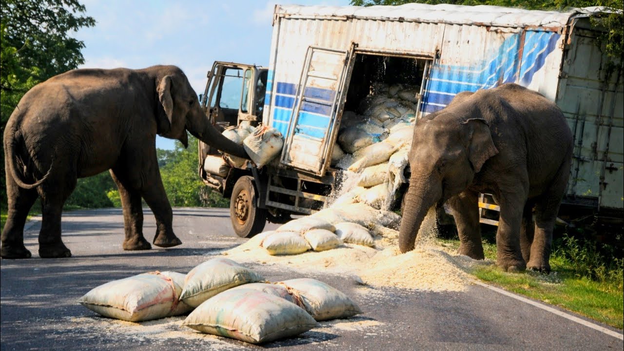 “Wild Elephants Stop a Truck on Highway | Shocking Wildlife Encounters Caught on Camera”😱🐘🚨