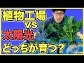 【結果発表】野菜の水耕栽培は室内のLEDと屋外の太陽光ではどちらがよく育つのか？【ミニ植物工場】