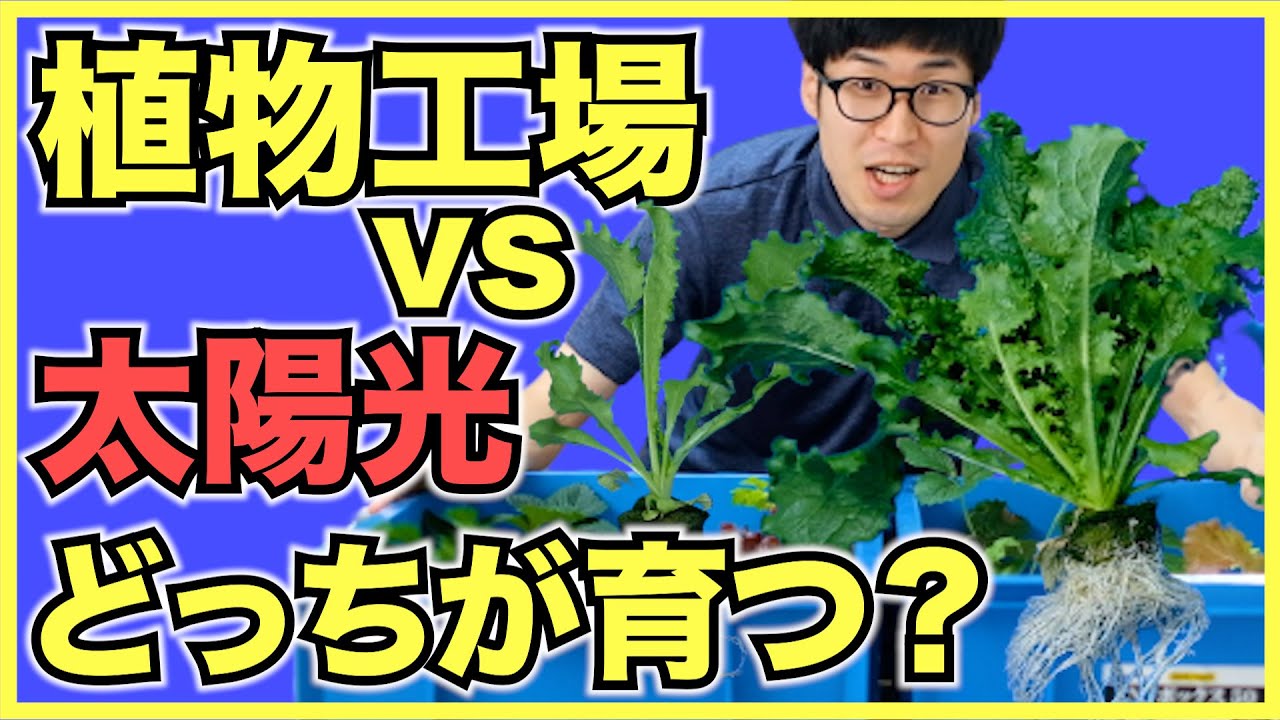 結果発表 野菜の水耕栽培は室内のledと屋外の太陽光ではどちらがよく育つのか ミニ植物工場 Youtube