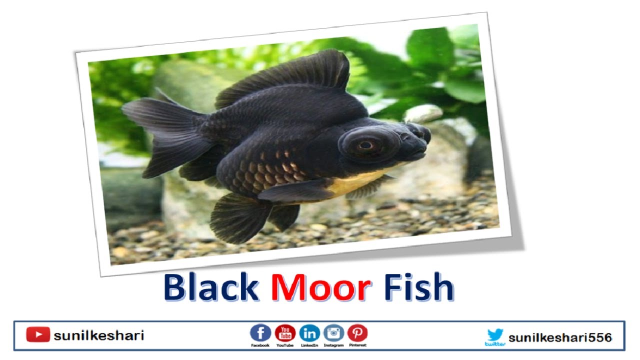 Black Moor Fish Black Moor Goldfish YouTube
