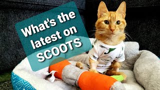 What is the latest on Scoots by Kitty Committee 199 views 3 years ago 11 minutes, 12 seconds