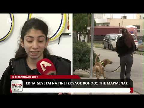 Ο σκύλος που