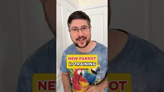 New Parrot in Training - Guess Who