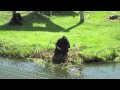 Chimpanzee doing some basic sign language