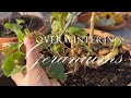 Prepare Your Geraniums for Winter! Step-by-Step Care, Pruning &amp; Pest Cleanup