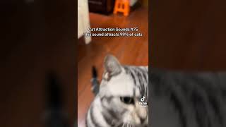Suono Per Attirare I Gatti..a Voi Funziona?