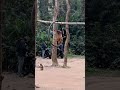 Monkey best funny 011🤣😁 #funny #monkeychallenge #funnycomedy #monkey
