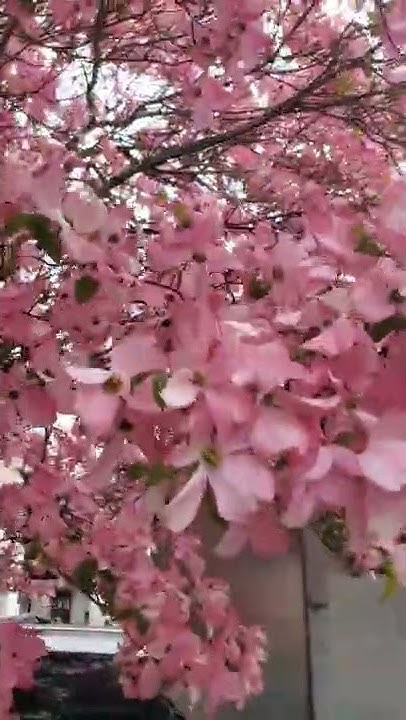 Flowering dogwood trees for sale near me