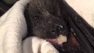 Injured flyingfox eats pear:  this is Mossie