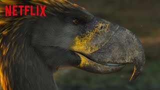 How Terror Birds from Millions of Years Ago Fought for Territory | Life On Our Planet | Netflix