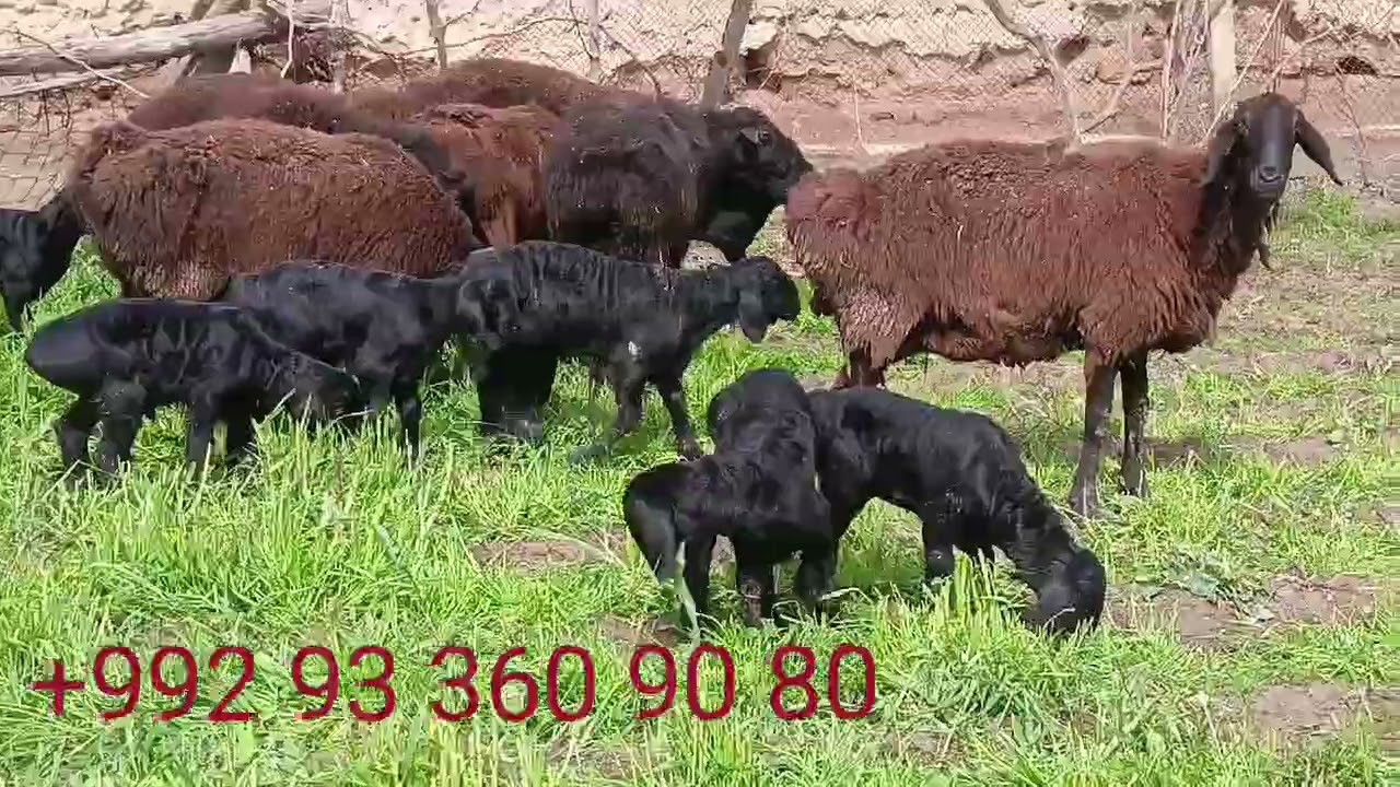 7 сар гуспанди калони барадори хйсори барои молкадан ба нахи арзон метавонет харидори намоед