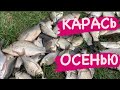 🌎 РЫБАЛКА КРАСНОДАР- ЛОВЛЯ КАРАСЯ ОСЕНЬЮ. Октябрь 2020