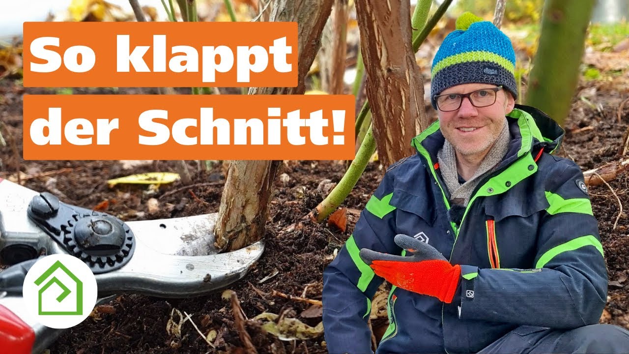 Heidelbeere schneiden: Praktische Anleitung!