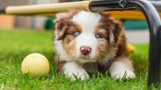 The Evolution of Australian Shepherds From Working Dogs to Loving Pets