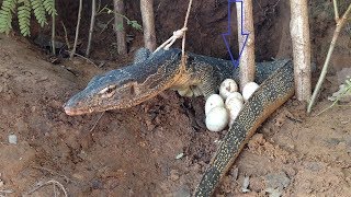 Good Creative! Smart Man Make Primitive Komodo Dragon Trap At Field To Catch and Attacked With