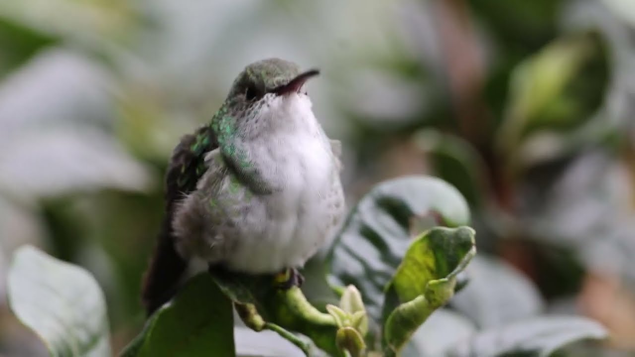 Green and white Hummingbird ENDEMICO de PERU