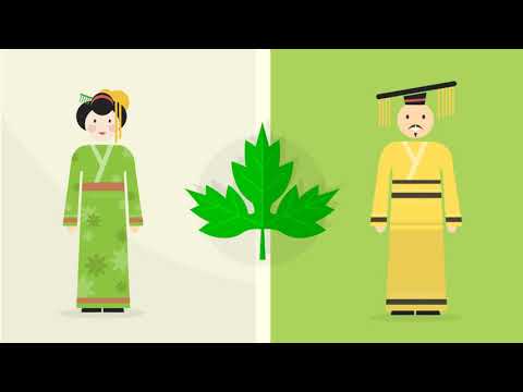 Ashitaba Tea