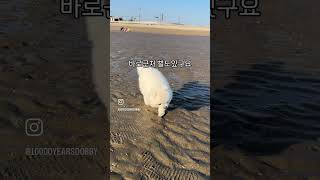 [애견동반여행] 제부도 1박2일 애견동반숙소 제부포레스트