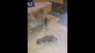 Fluffy And Her Son Fatty And Daughter Sirena