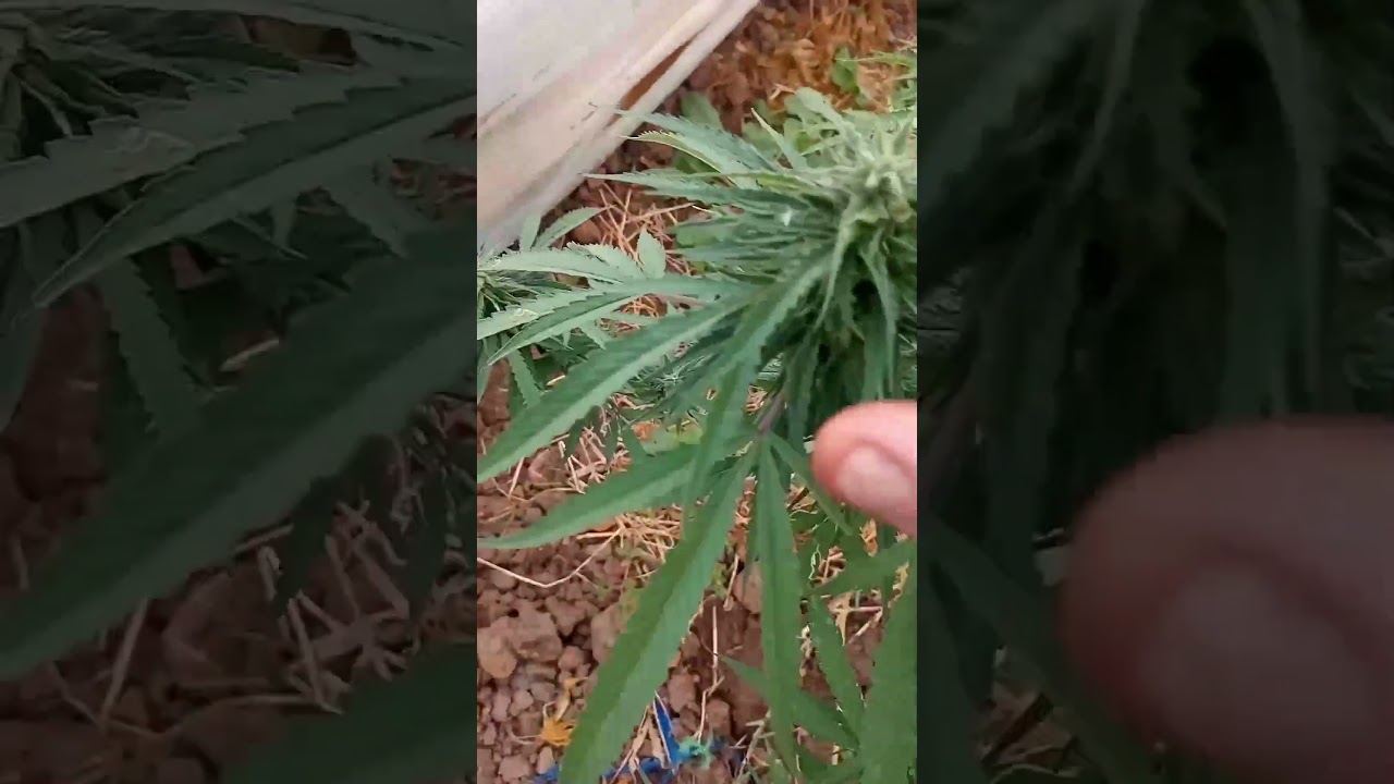 Blue goes over his Strains for season selection  