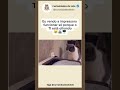 Se o moço do TI for embora, para de funcionar na hora #shorts #viral #cat #inteligenciaartificial