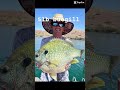 рџЋЈ Bassisi Bluegigi Fishing Fish Fishingvideo рџЋЈ Bassisi Bluegigi Fishing Fish Fishingvideo