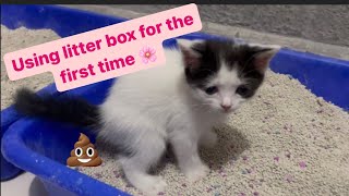 First day of litter training #cat #catlover #cats #kitten #catlitterbox by MyPurrrfectWorld 529 views 7 days ago 6 minutes, 55 seconds