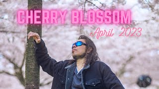 Cherry Blossom Escaped 2023  " Show at Garry Point Park Richmond BC "