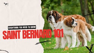 Saint Bernard 101 | Everything You Need To Know About This Gentle Giant.