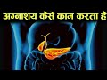 अग्नाशय (पैन्क्रियाज) कैसे काम करता हैं - how pancreas works in hindi