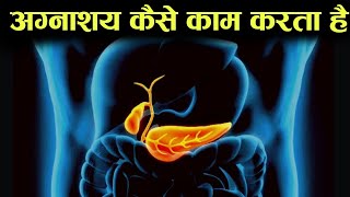 अग्नाशय (पैन्क्रियाज) कैसे काम करता हैं - digestive system 9 -  how pancreas works in hindi