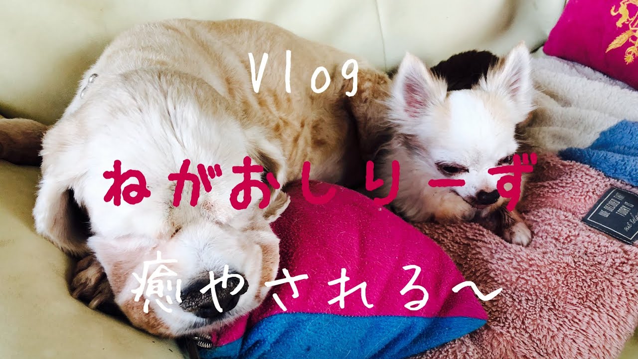 Vlog 独身アラフィフ双子姉妹 元保護犬ユノとチャンミンにご褒美カフェへ行く Youtube