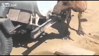 smart camel funny