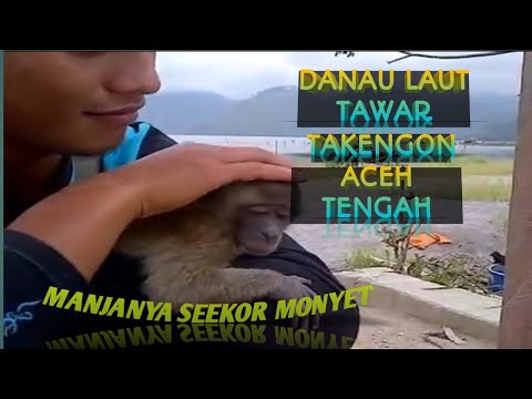 Monyet manja