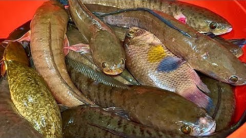 Trúng Mánh Luồng Lờ Cá Lóc Sau 15 Ngày Không Đi Thăm