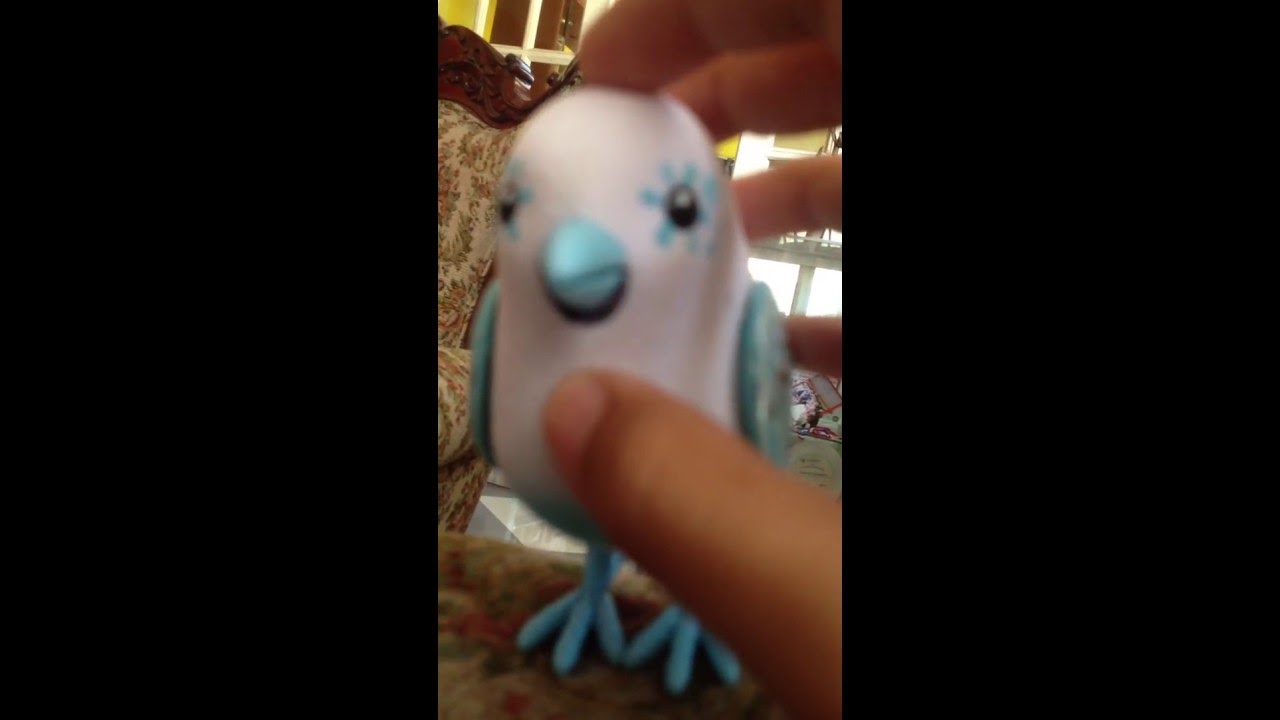 My Little live pet bird YouTube