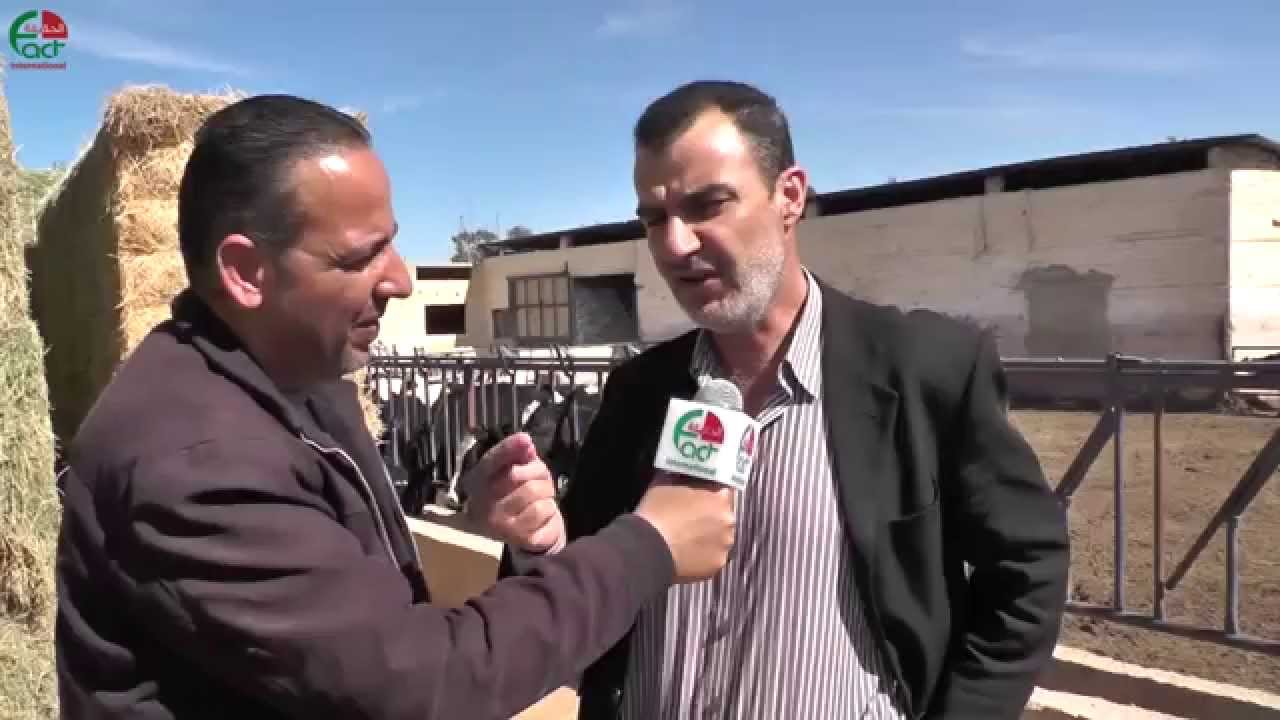 الضليل   مزارعو الابقار يسكبون الحليب في الشوارع احتجاجا على استيراد البودرة   الحقيقة الدولية