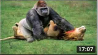 10 Craziest Moments Counterattack Wild Animal vs Lion You cant miss