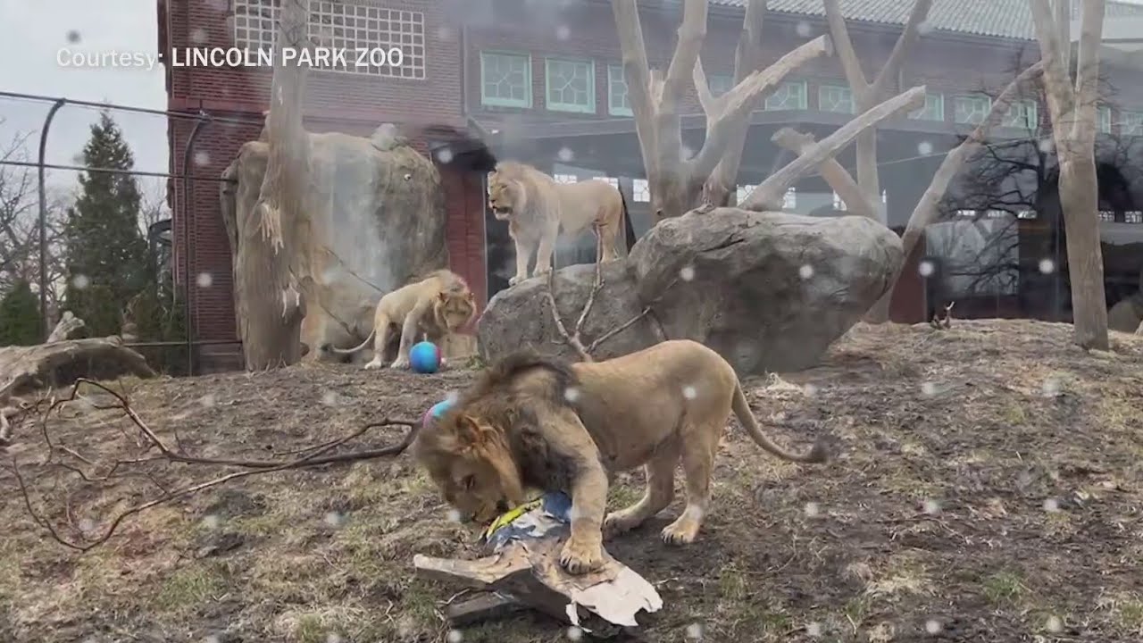 African lion celebrates third birthday at Lincoln Park Zoo - YouTube