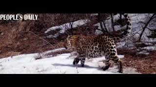 leopard in the Liupanshan mountain area of Ningxia Hui Autonomous Region