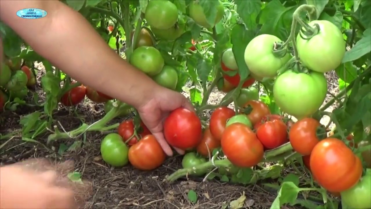 Посев хороших низкорослых томатов. Сорта, гибриды, ГМО-в чём разница?
